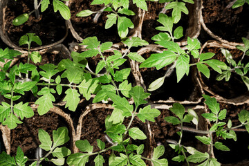 Tomato young seedlings growing in peat pots with organic soil in spring season overhead view