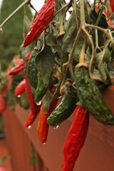 Red and green chile peppers out to dry, but caught in a rain storm with drops dripping