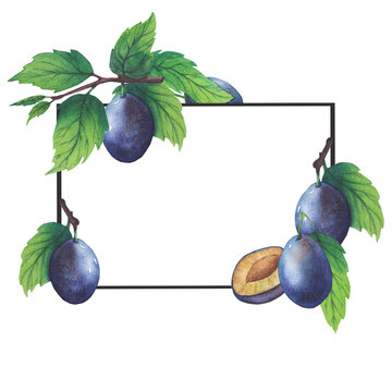 Frame of watercolor plum tree branches with green leaves and fruits. Hand painted plums. Background clip art.