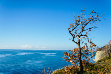 branched tree on a cliff and a view of the sea bay 