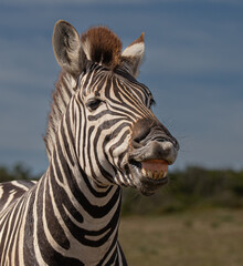 Fototapeta na wymiar Das lachende Zebra