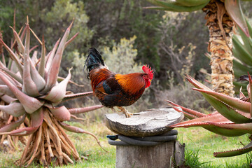 Der Hahn an der Route 62
