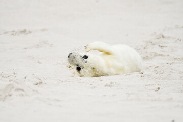 Gray Seal baby at the beach of heligoland