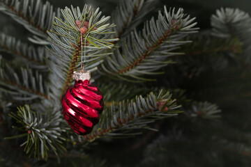 a Christmas red toy on the branch of the Christmas tree. close-up. new year's background