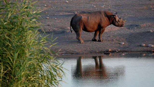 A mighty rhino drinks water at a waterhole in Etosha National Park, Namibia, Africa