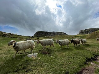 Obraz premium Rebaño 