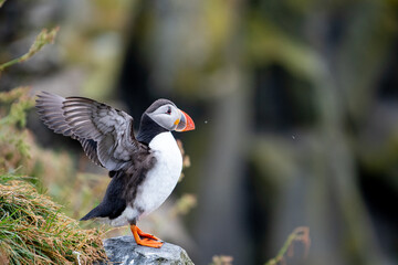 Puffin divespreads its wings before takeoff