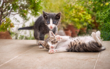 Two cute and funny baby kittens, with different coat colors, playing together outside on a garden terrace, Greece 