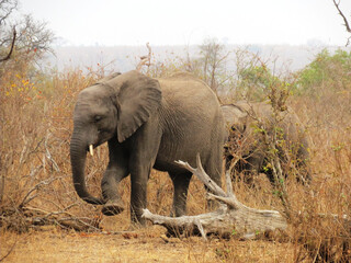 Obraz premium Elefante africano.