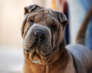 a beautiful dog of the shar pei breed