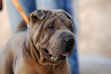a beautiful dog of the shar pei breed
