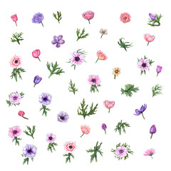 Watercolor set with anemones isolated on white background. Floral elements for create Valentine's day, birthday and mothers day cards, wedding invitation, for wrapping paper or textiles.