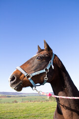 headshot of beautiful bay horse wearing a blue halter set against the beautiful  blue sky.