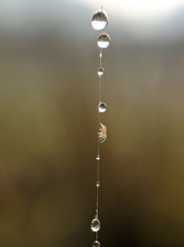 water drops on the spider nets