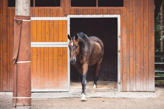 Beautiful brown stallion, grown up horse, walking out of the stables 