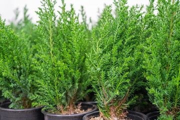 seedlings of fir trees in pots on store shelves