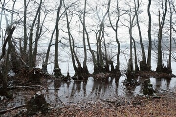 A row of trees stands in the water on the shore of a lake