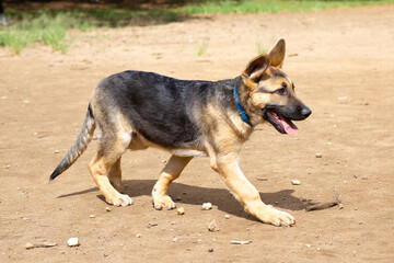 Puppy of the German Shepherd breed walking in a park