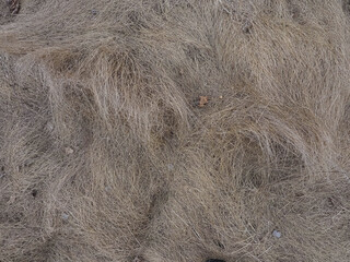 dry gray grass