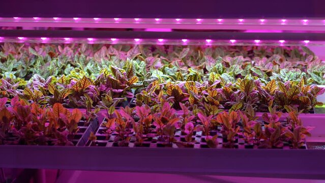 Seedlings of chard growing in hothouse under purple LED light. Hydroponics indoor vegetable plant factory. Greenhouse with agricultural cultures and led lighting equipment. Green salad farm concept. 