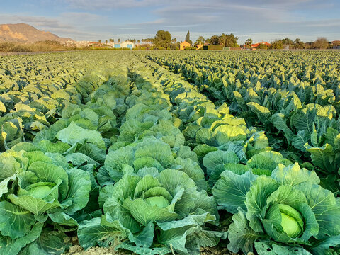 Vega Baja del Segura - Paisajes y primeros planos en la huerta de la comarca del sur de Alicante en la Comunidad Valenciana