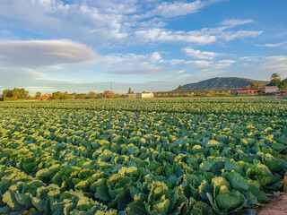 Fototapeta premium Vega Baja del Segura - Paisajes y primeros planos en la huerta de la comarca del sur de Alicante en la Comunidad Valenciana