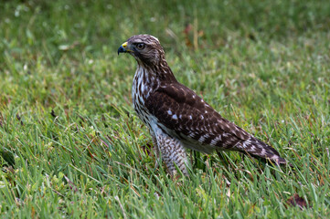 Brown bird of prey sitting lush green gras in Florida