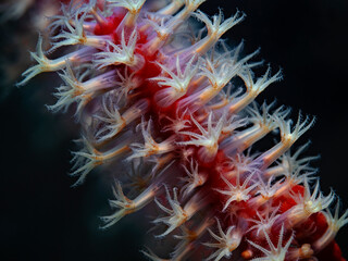 Bunch of coral polyps with dark background