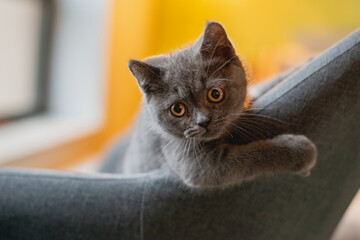 Little cute and grey cat playing and hiding on couch