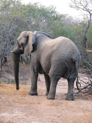 Obraz premium Elefante africano.