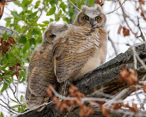 great horned owlets in a tree