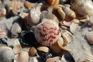 Seashells background on Florida beach