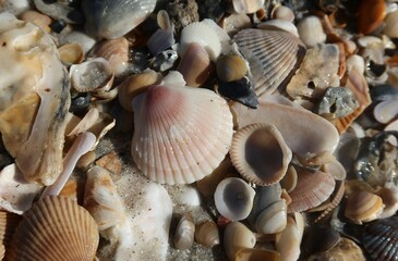 Seashells background on Atlantic coast of North Florida, closeup 