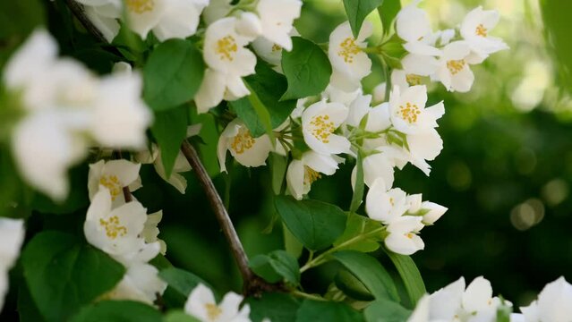 Beautiful white jasmine blossom flowers in spring time. Background with flowering jasmin bush. Inspirational natural floral spring blooming garden or park. Flower art design. Aromatherapy concept