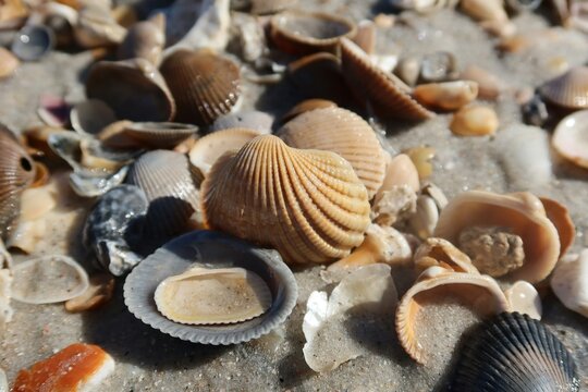 Beautiful seashells on the beach in Atlantic coast of North Florida