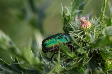 Ein Rosenkäfer auf einer Mariendistel. Nahaufnahme eines grünen Rosenkäfers.