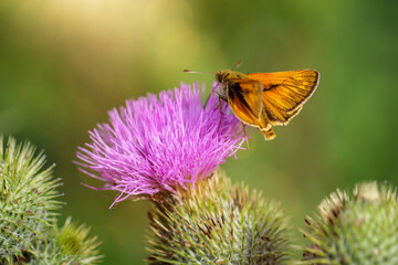 Ein Schwarzkolbiger Braun Dickkopffalter (Thymelicus lineola) auf einer Marindistel.