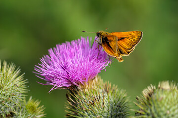 Ein Schwarzkolbiger Braun Dickkopffalter (Thymelicus lineola) auf dem Blatt einer Graspflanze.