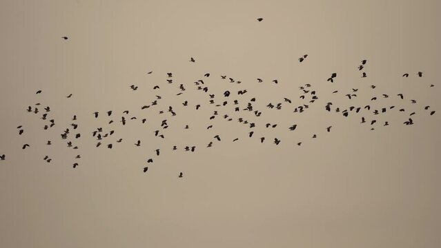 A flock of lapwings flying through the air - slow motion