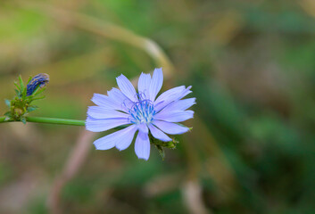 Die Blaue Blüte einer Wegwarte, Cichorium intybus L. - obrazy, fototapety, plakaty
