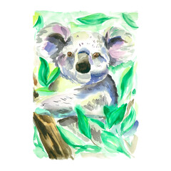Painted koala in the trees. Animals in the wild. Watercolor koala in leaves. Australia. Eucalyptus bear. Marsupial. © Олена Кібець