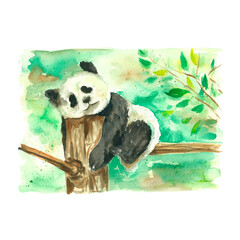 A painted sleeping panda on a tree. Bamboo bear. Wildlife. Watercolor panda. Texture. China. Asia. Japan. Korea. Zoo. © Олена Кібець