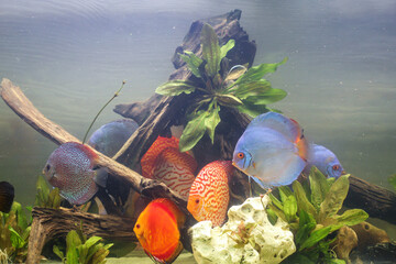 Eine Gruppe Diskusfische in einem Aquarium. Diskusfische kommen aus dem Amazonas.