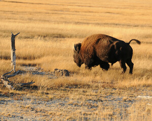 Buffalo in Yellowstone National Park 
