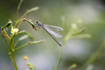 Eine Kleinlibelle auf der Blüte einer Pflanze im Hochsommer.