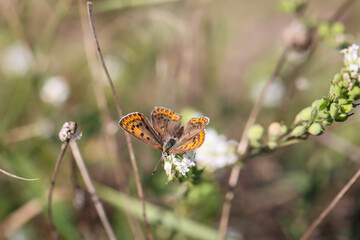 Nahaufnahme eines brauenen Feuerfalters, Lycaena tityrus auf einer Pflanze.
