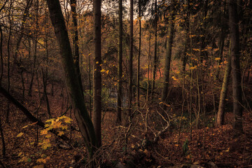 Fall Autumn in Germany, Europe in the hill forest countryside