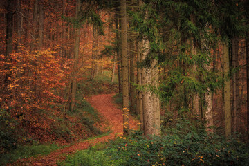 Fototapeta na wymiar Fall Autumn in Germany, Europe in the hill forest countryside