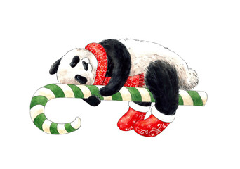 А Christmas panda bear in a red scarf and socks, on a striped stick of sugar candy. Watercolor illustration. Highlighted on white. © Alfiia