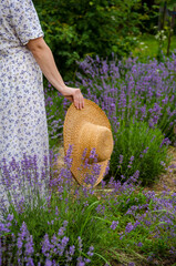 Young woman in summer dress walks in lavender garden in summer, holding straw hat in her hands